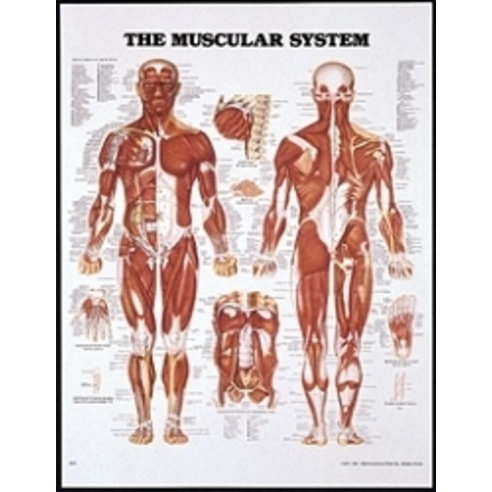 Muscular System Chart