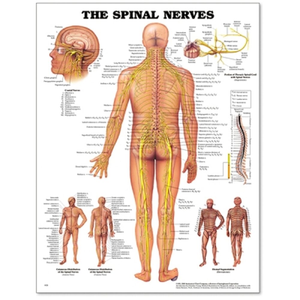 Spinal Nerves Poster 20