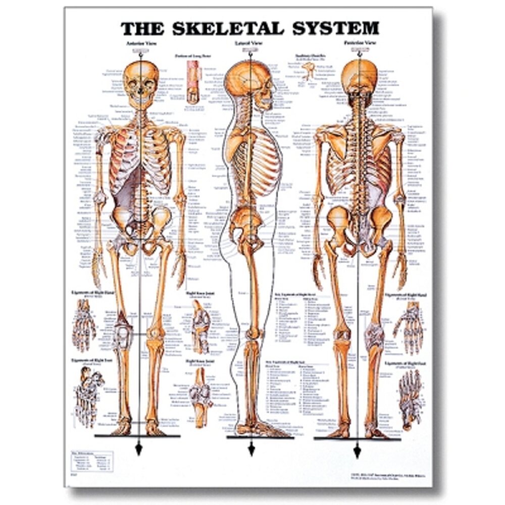 Skeletal System Poster 20