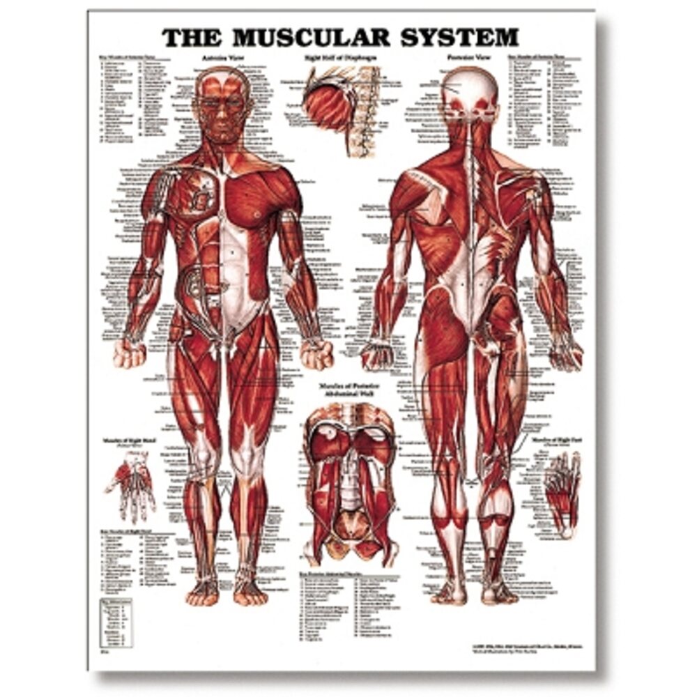 The Male Muscular System 20