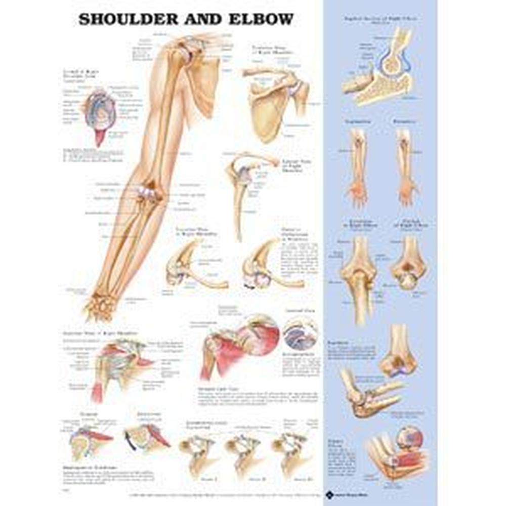 ShoulderElbow Poster 20