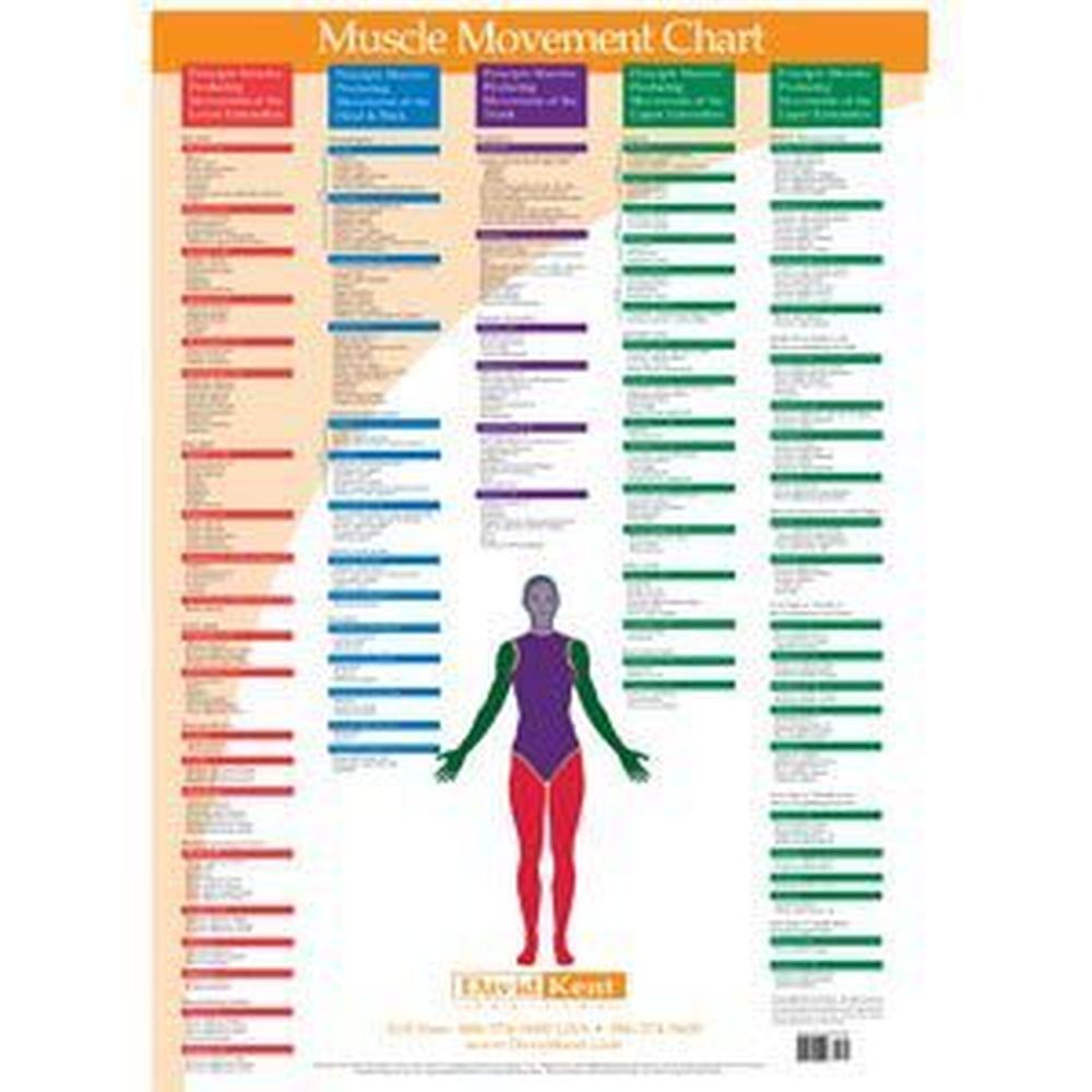 Chart Muscle Movement (573 0140)
