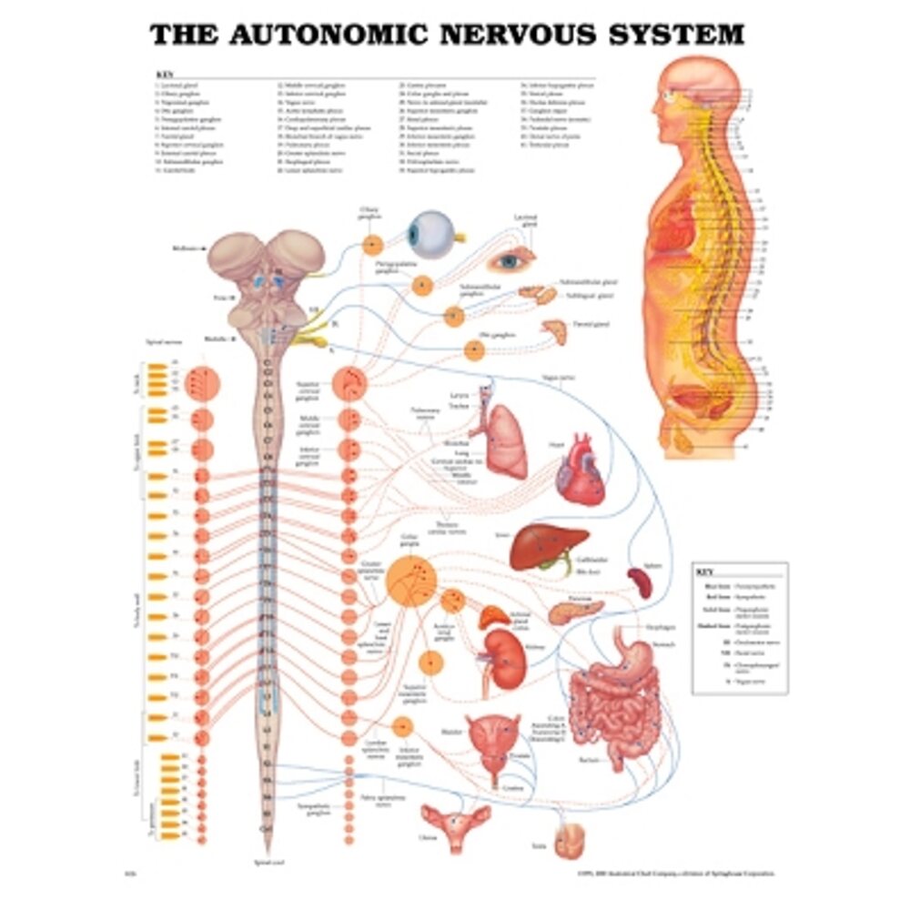 Autonomic Nervous System Chart 20