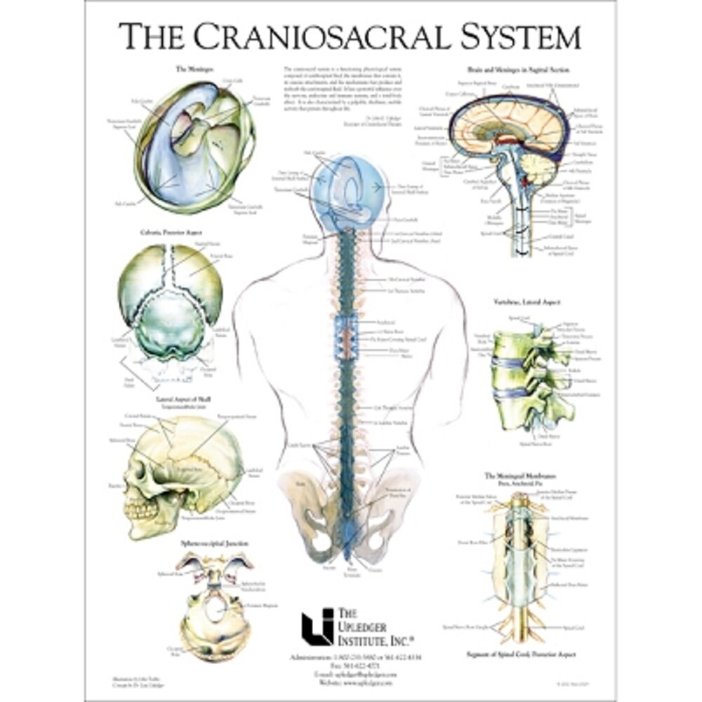 Craniosacral System Poster 19