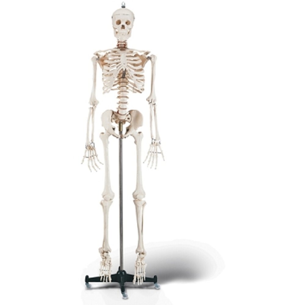 Budget Bucky Skeleton (652 0002)