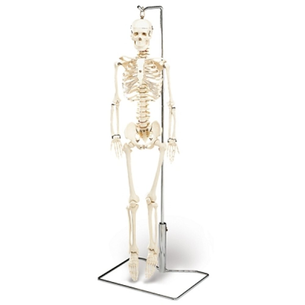 Mr. Thrifty Skeleton 33.25