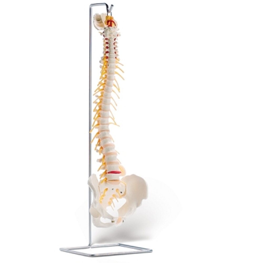 Vertebral Column With Spinal Nerve (734 0001)