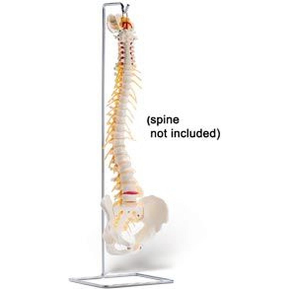 Stand For Full Spine (734 0003)