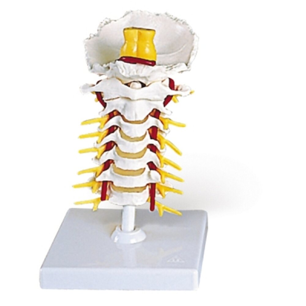 Flexible Cervical Vertebral Column (734 0006)