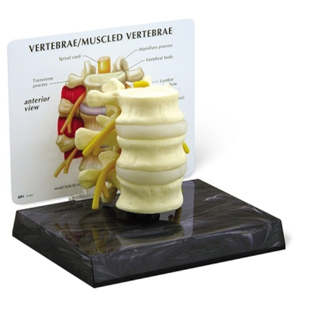 3 Piece Vertebrae With Key Card - Model (734 0014)