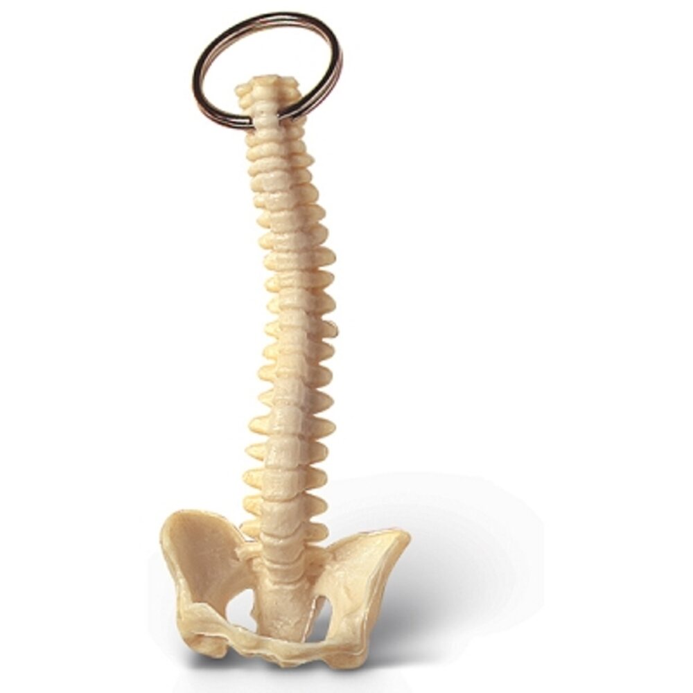 Key Chain Spine (883 0001)